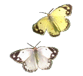 motýl.gif